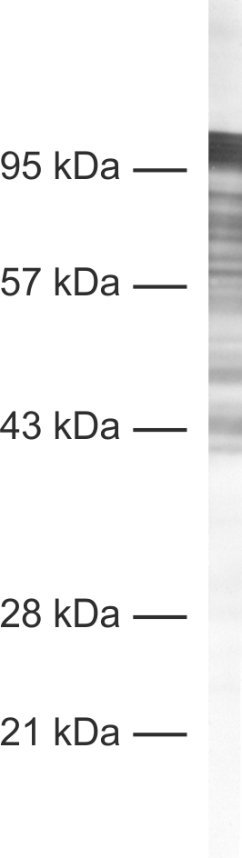 Synapsin1 Recombinant Guinea pig - image 1